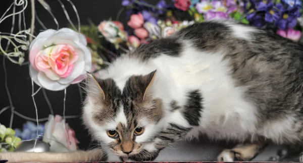 花と猫 — ストック写真