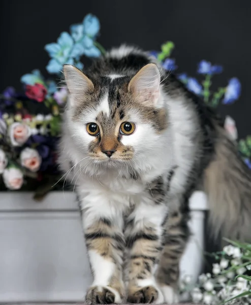 Kat met bloemen — Stockfoto