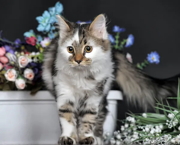 Katze mit Blumen — Stockfoto