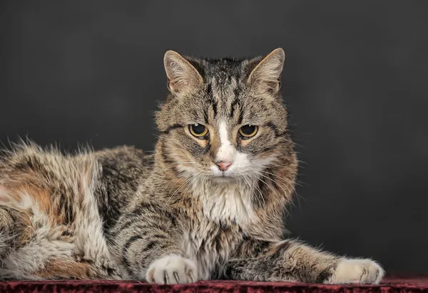 Gatto da tavolo — Foto Stock