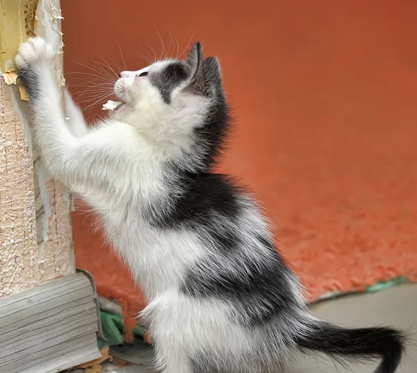 Playful cat — Stock Photo, Image