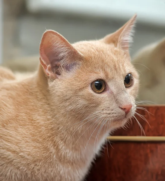 縞模様の猫 — ストック写真