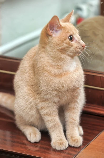 Полосатая кошка — стоковое фото