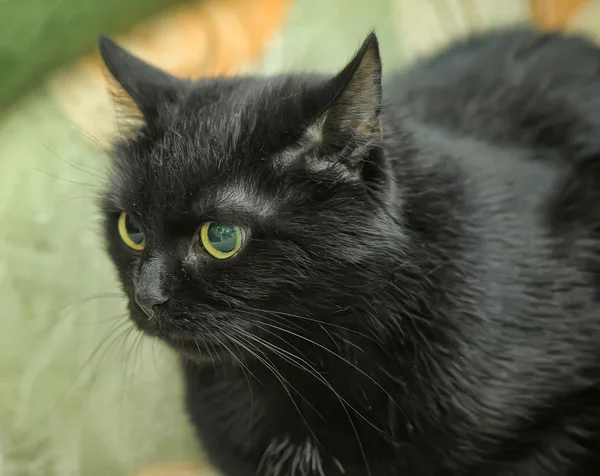 Schwarze Katze — Stockfoto