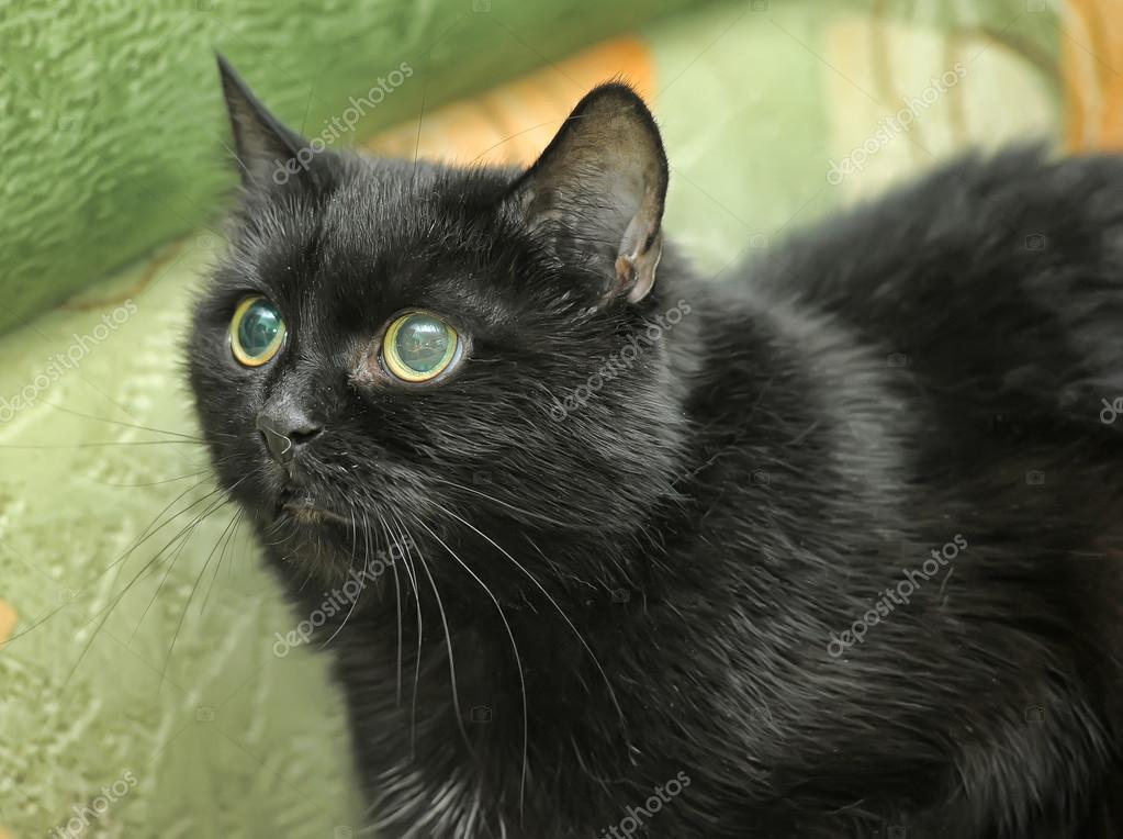 Black cat — Stock Photo © evdoha 39024857