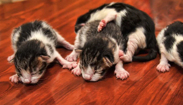 Newborn yavru kedi — Stok fotoğraf