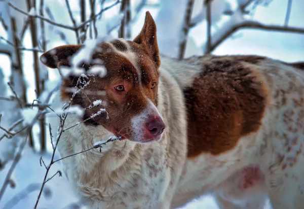 Câine iarna — Fotografie, imagine de stoc