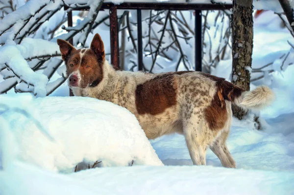 Dog in winter — Stock Photo, Image