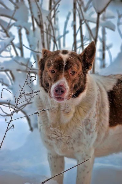 Hund i vinter — Stockfoto