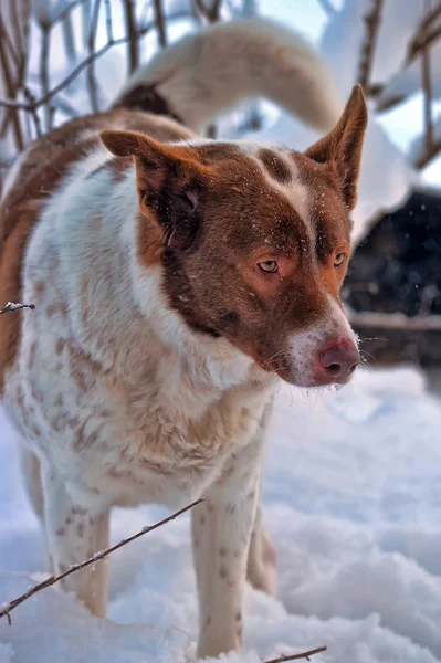 Пёс зимой — стоковое фото