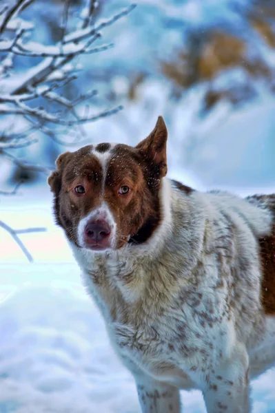 Пёс зимой — стоковое фото