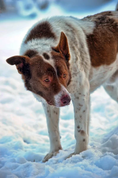Pes v zimě — Stock fotografie