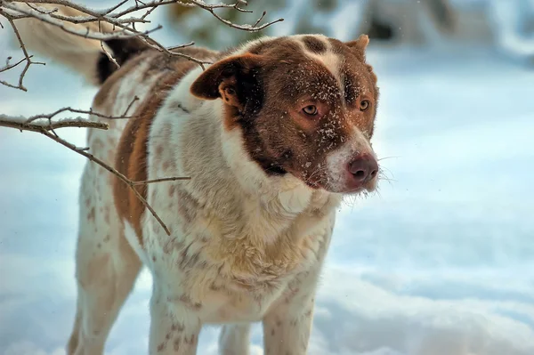 Hund i vinter — Stockfoto