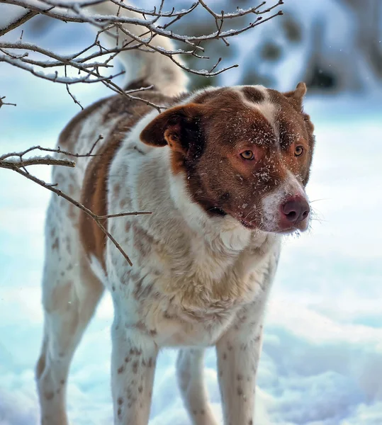 Hund i vinter — Stockfoto