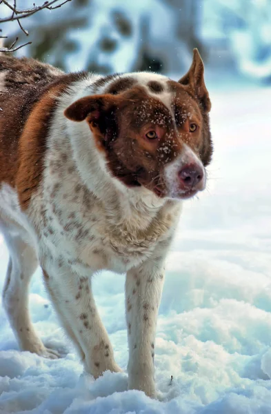 Hund i vinter — Stockfoto