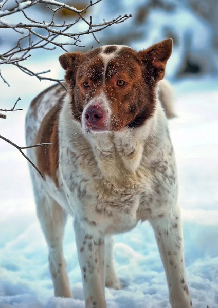 Hund i vinter — Stockfoto