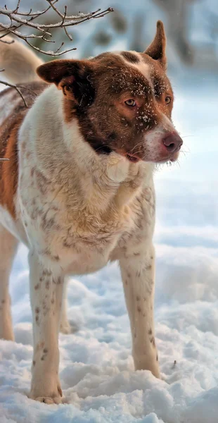 Köpek kış — Stok fotoğraf