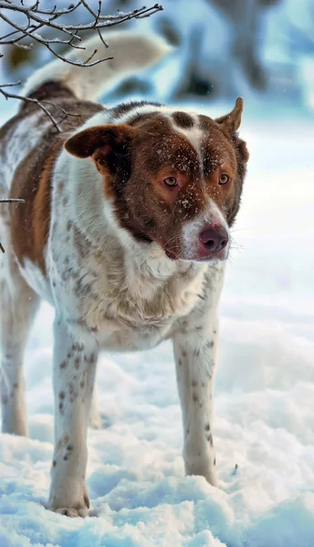 Pies w zimie — Zdjęcie stockowe