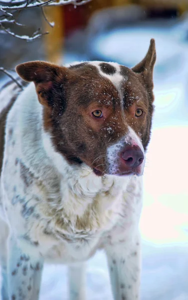 Dog in winter — Stock Photo, Image