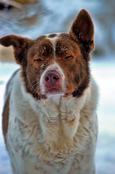 Köpek kış — Stok fotoğraf