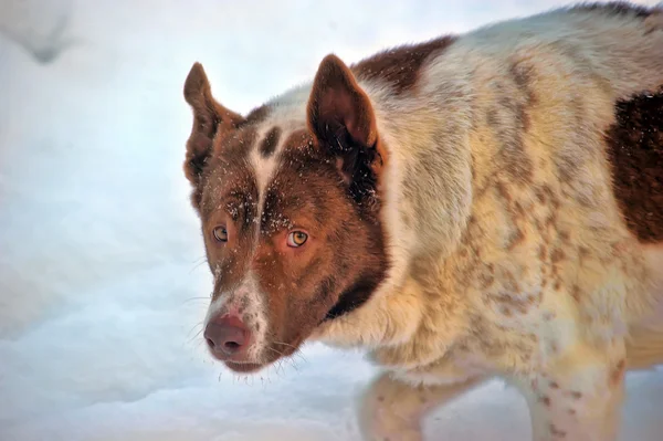 Σκύλος χειμώνα — Φωτογραφία Αρχείου