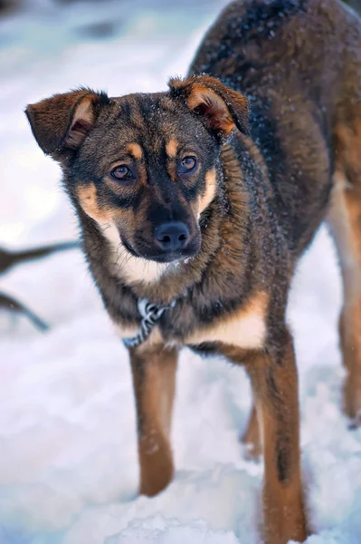 Dog on chain — Stock Photo, Image