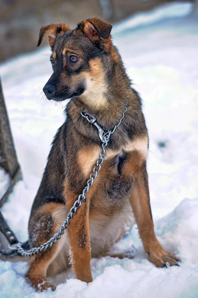 Dog on chain — Stock Photo, Image