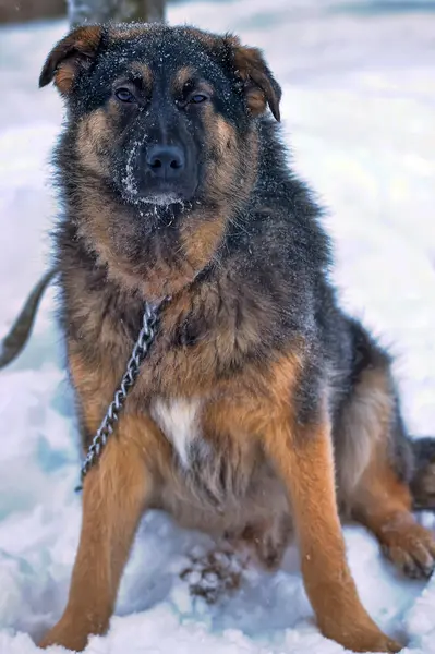 Dog on chain — Stock Photo, Image