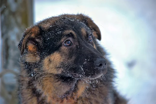 Dog on chain — Stock Photo, Image