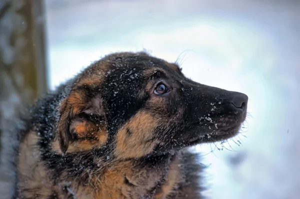 Dog on chain — Stock Photo, Image