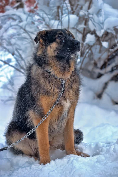 Dog on chain — Stock Photo, Image