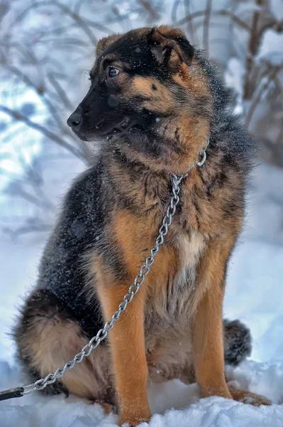 Hund på kedja — Stockfoto