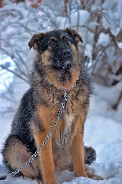 Hund an Kette — Stockfoto