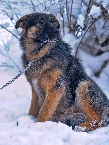 Dog on chain — Stock Photo, Image