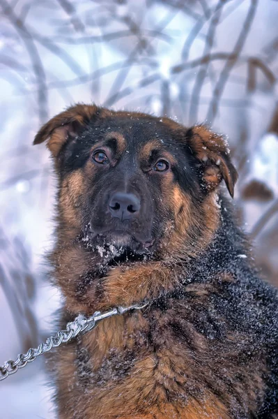 チェーン上の犬 — ストック写真