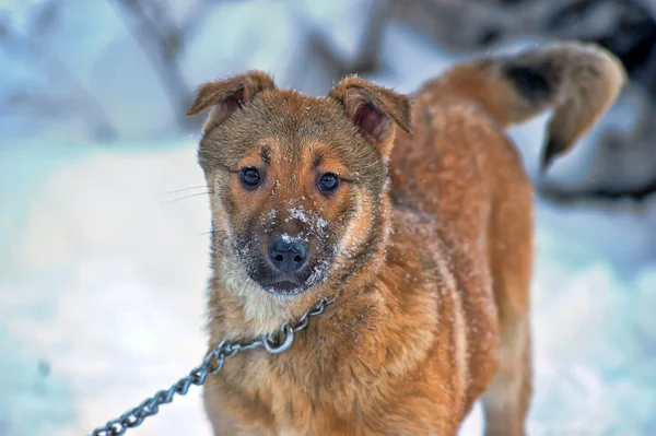 Dog on chain in winter — Stock Photo, Image