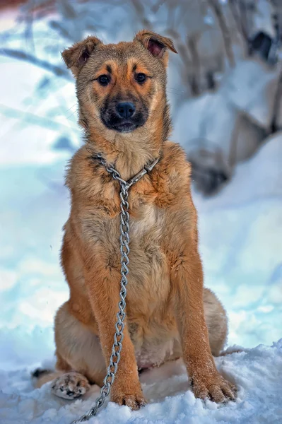 冬期はチェーン上の犬 — ストック写真