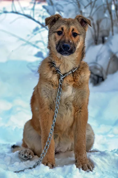 Dog on chain in winter — Stock Photo, Image