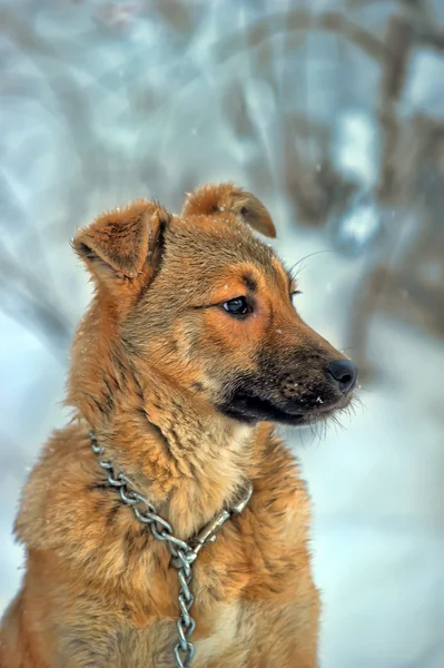 Cão em cadeia no inverno — Fotografia de Stock