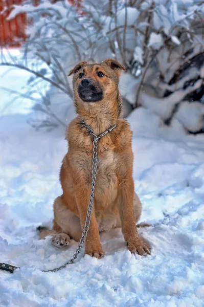 Ensam hund i vinter — Stockfoto