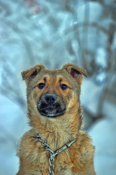 Samotny pies w zimie — Zdjęcie stockowe