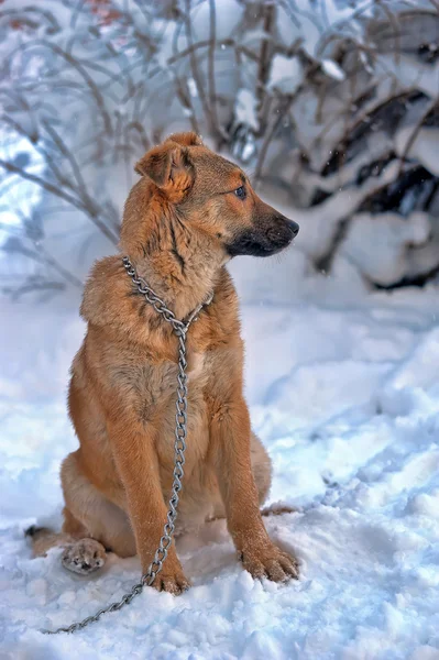 Osamělý pes v zimě — Stock fotografie