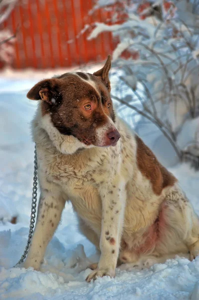 Yalnız köpek kış — Stok fotoğraf