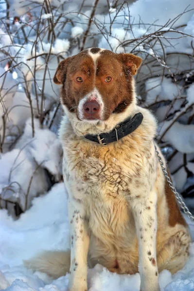 Ensam hund i vinter — Stockfoto