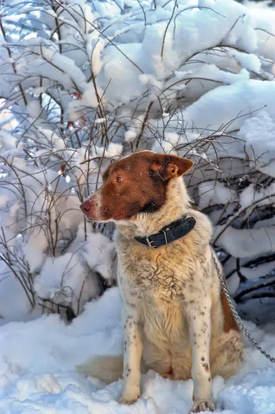 Yalnız köpek kış — Stok fotoğraf