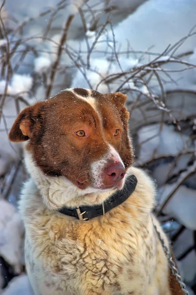 Samotny pies w zimie — Zdjęcie stockowe