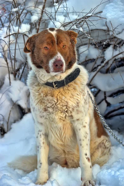 Lonely dog in winter — Stock Photo, Image