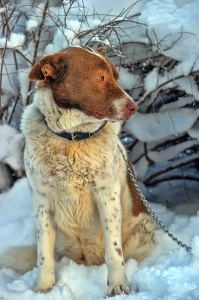 Ensam hund i vinter — Stockfoto