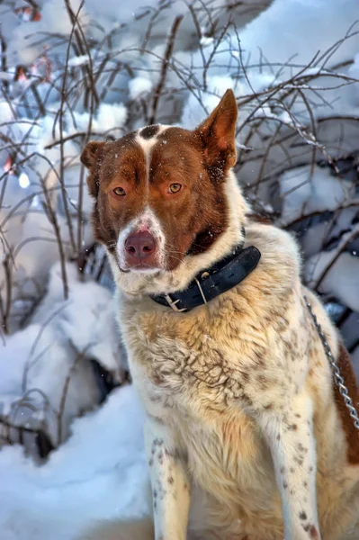 Perro solitario en invierno —  Fotos de Stock