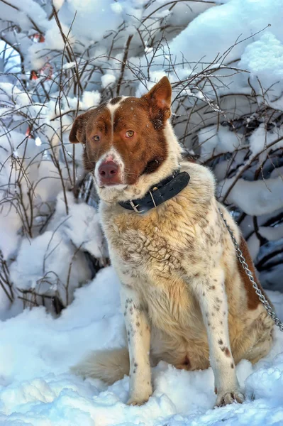 Μοναχικό σκυλιών το χειμώνα — Φωτογραφία Αρχείου